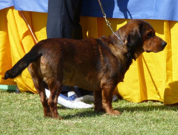 Alpenländische Dachsbracke