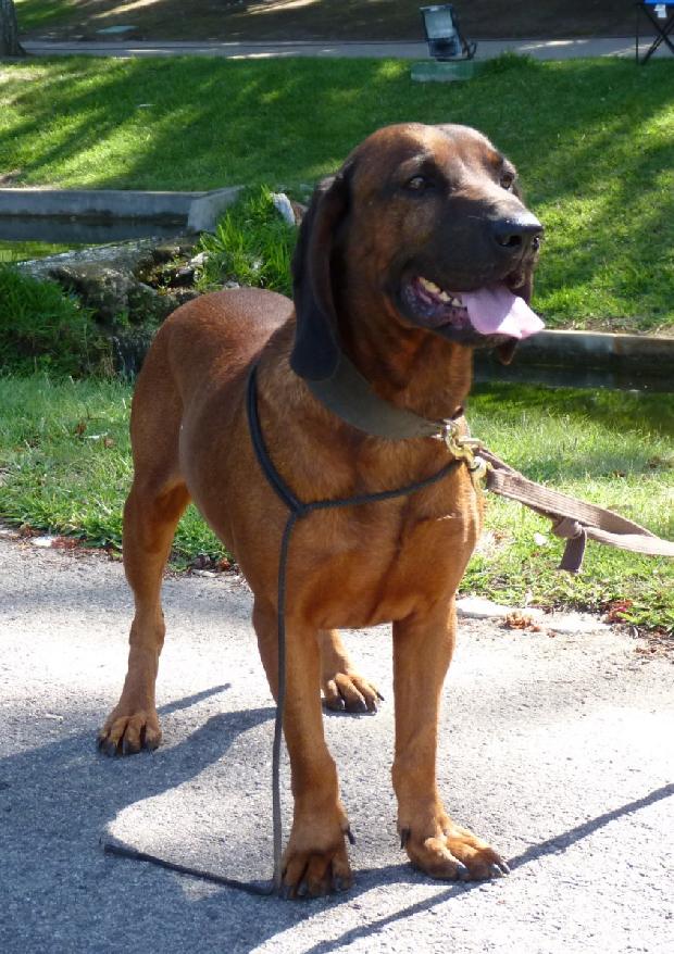 Bayrischer Gebirgsschweisshund