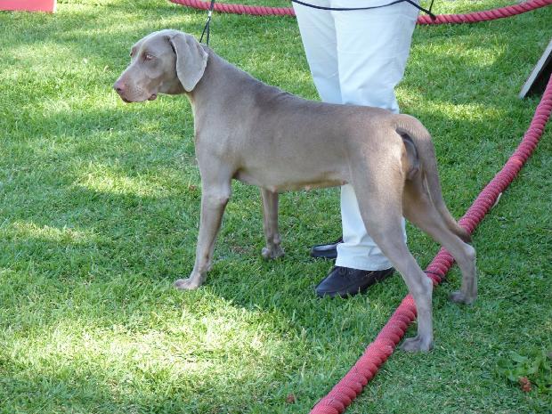 Braco de Weimar de Pêlo Curto