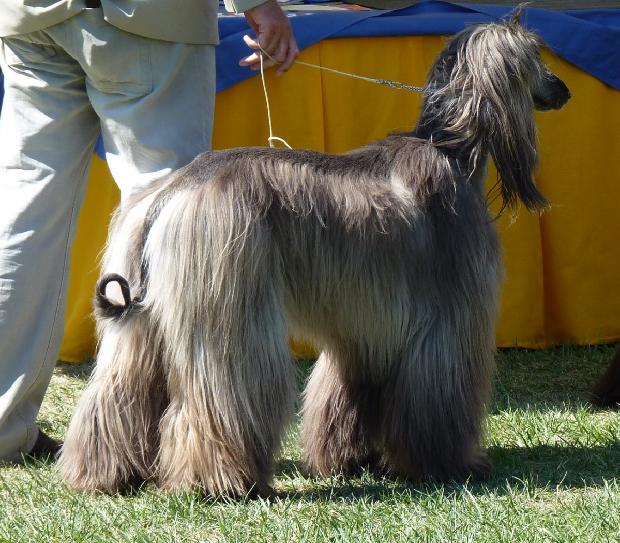 Galgo Afegão
