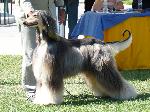 Cães