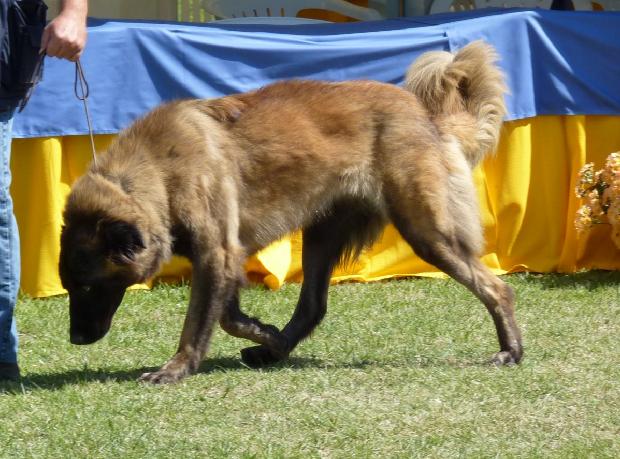 Cão da Serra da Estrela