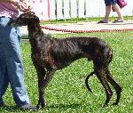 Cães