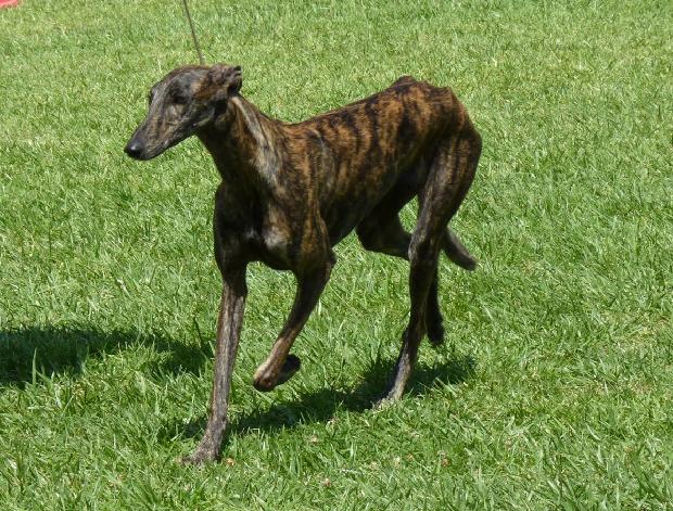Galgo Espanhol