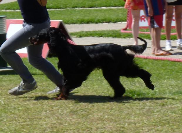 Setter Gordon