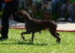 Cães