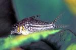 Coridora <i>(Corydora sodalis)</i>