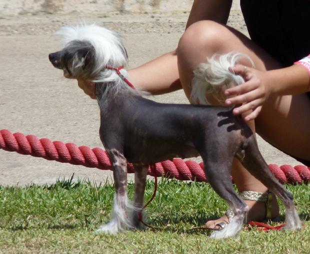 Cão de Crista Chinês