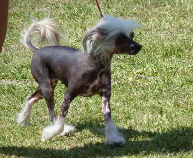 Cão de Crista Chinês