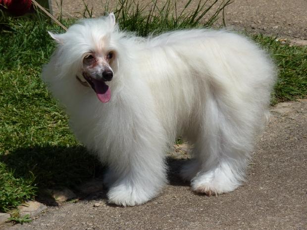 Cão de Crista Chinês