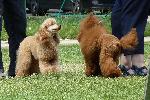 Cães