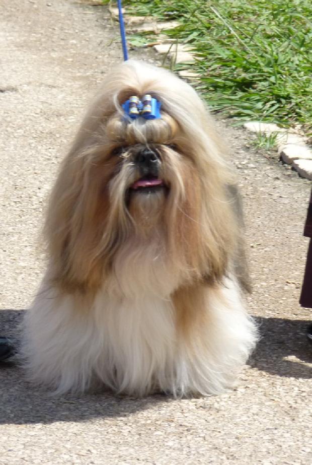 Shih Tzu