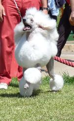 Cães