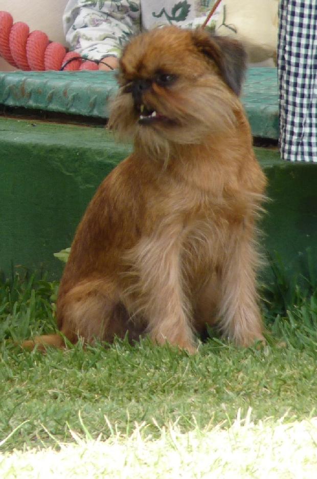 Griffon de Bruxelas
