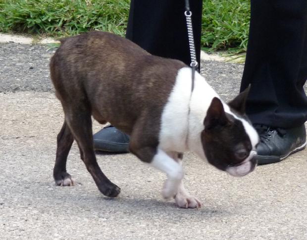Boston Terrier