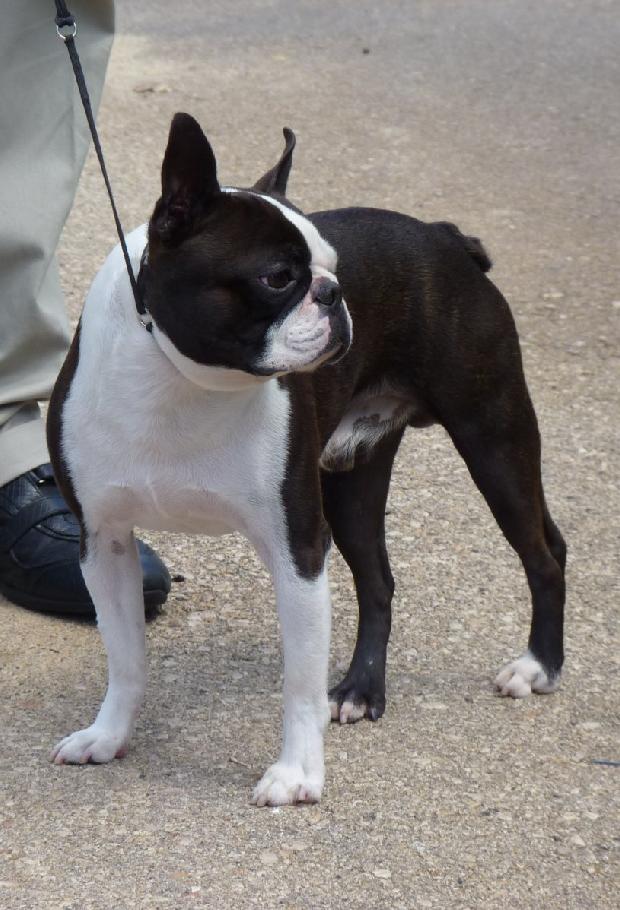 Boston Terrier