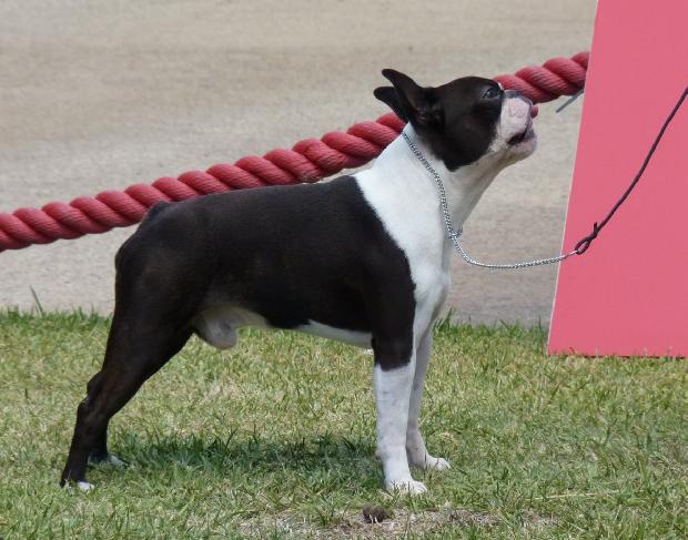 Boston Terrier