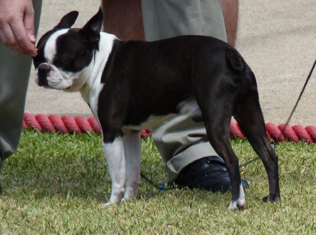 Boston Terrier