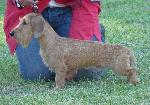 Cães