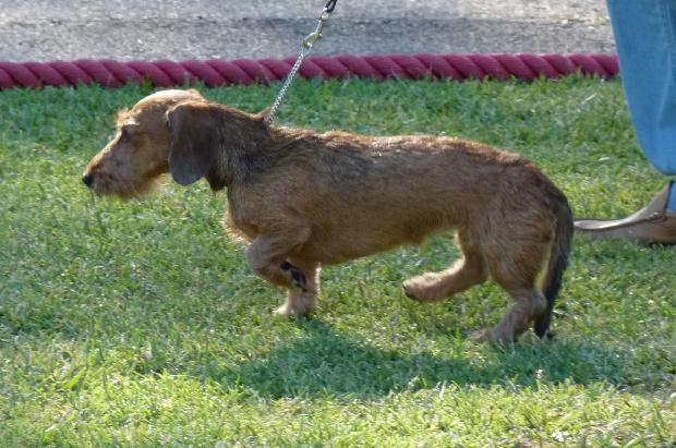 Baixote Kaninchen de Pêlo Cerdoso