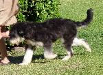 Cães