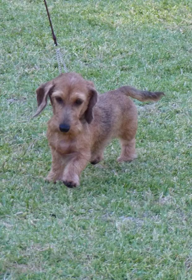 Baixote Kaninchen de Pêlo Cerdoso