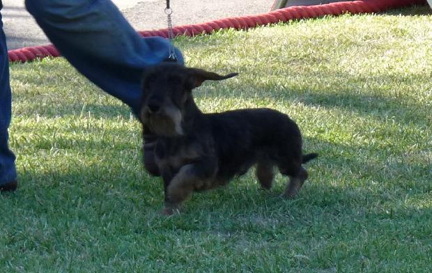 Baixote Kaninchen de Pêlo Cerdoso