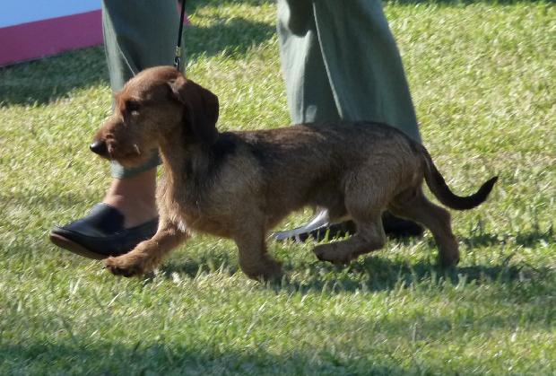 Baixote Kaninchen de Pêlo Cerdoso