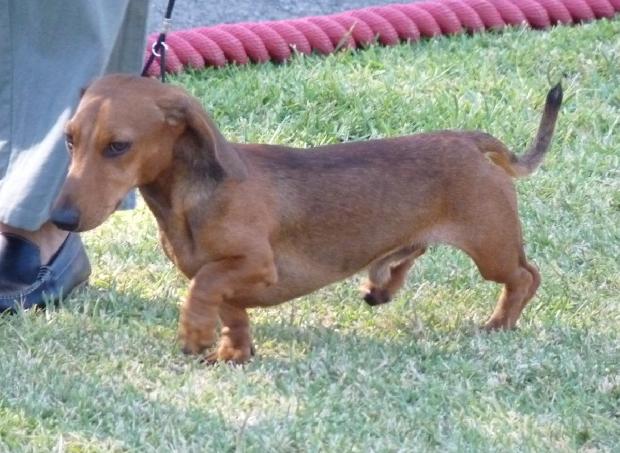 Baixote Kaninchen de Pêlo Raso