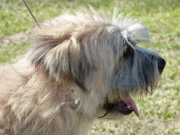 Cão Barbado da Terceira