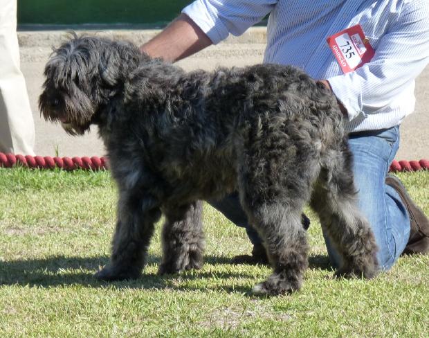 Cão Barbado da Terceira