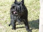 Cães