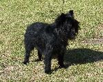 Affenpinscher