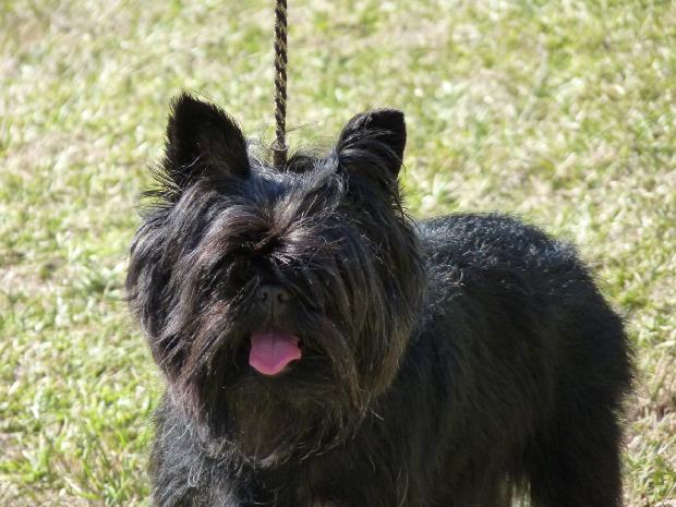 Affenpinscher