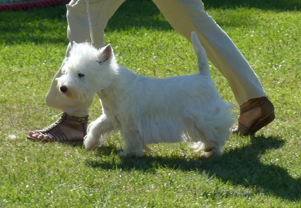 West Highland White Terrier