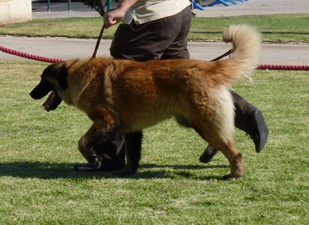 Cão da Serra da Estrela