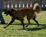Cães