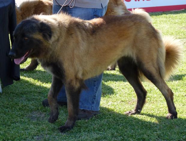 Cão da Serra da Estrela