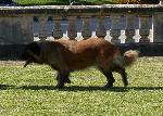 Cães