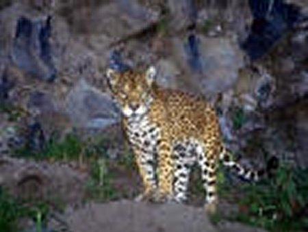Jaguar