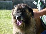 Cães