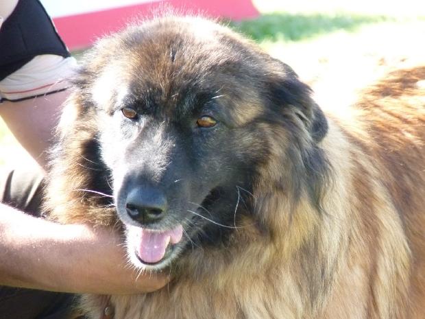 Cão da Serra da Estrela