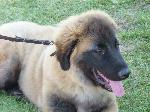 Cães