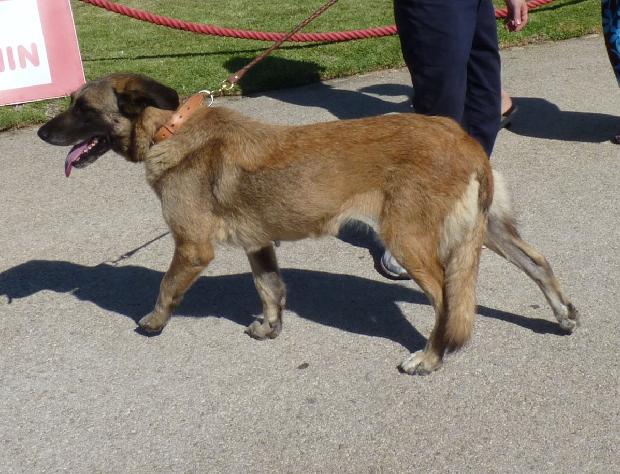 Cão da Serra da Estrela