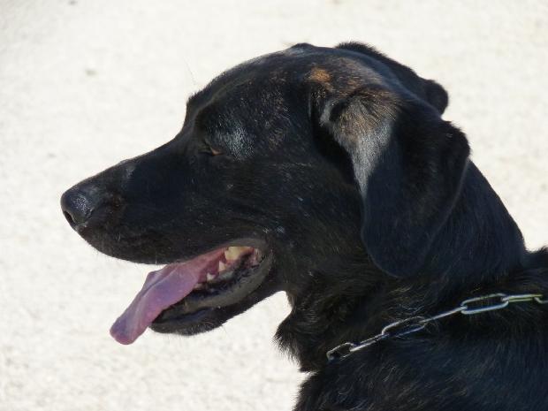 Cão de Castro Laboreiro