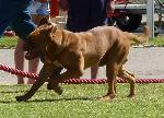 Cães