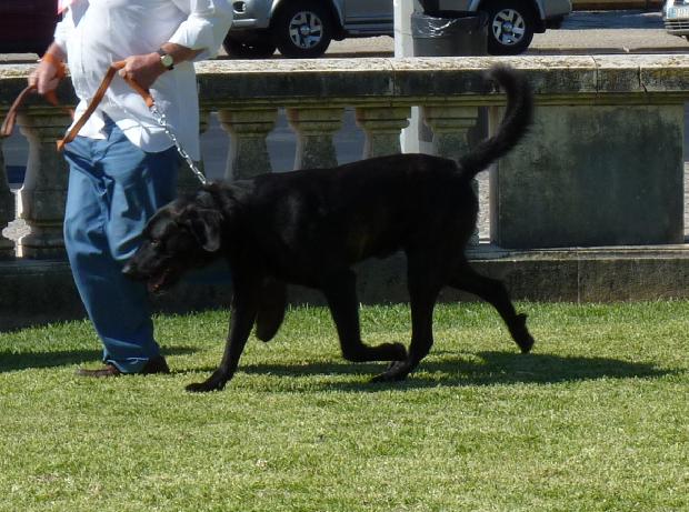 Cão de Castro Laboreiro