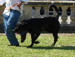 Cães