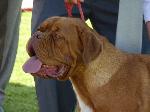 Cães