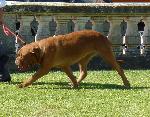 Cães